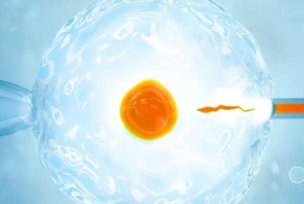 囊胚的质量好坏和精子有没有关系？_Q5Uj1