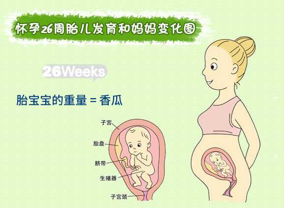 【怀孕二十六周】怀孕26周胎儿图_孕妇饮食注意事项